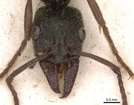 Neoponera bugabensis specimen CASENT0907242 image casent0907242_2
