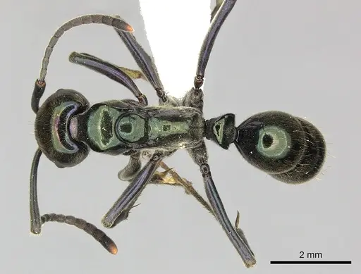Neoponera carbonaria specimen CASENT0249132 image casent0249132_1