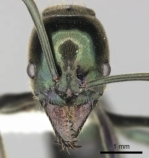 Neoponera carbonaria specimen CASENT0249132 image casent0249132_2