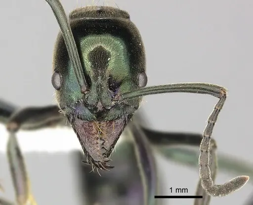 Neoponera carbonaria specimen CASENT0249132 image casent0249132_3