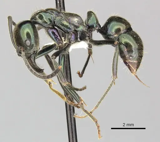Neoponera carbonaria specimen CASENT0249132 image casent0249132_4