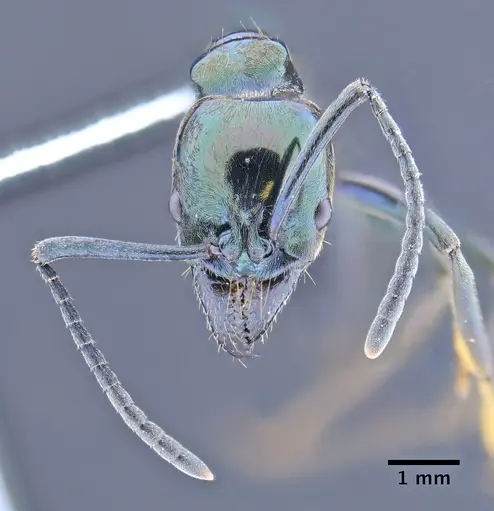 Neoponera carbonaria specimen CASENT0649889 image casent0649889_2