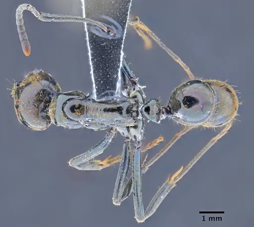 Neoponera carbonaria specimen CASENT0649898 image casent0649898_1