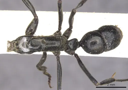 Neoponera carbonaria specimen CASENT0902517 image casent0902517_1
