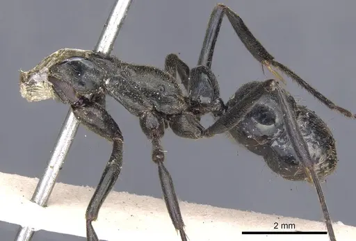 Neoponera carbonaria specimen CASENT0902517 image casent0902517_2
