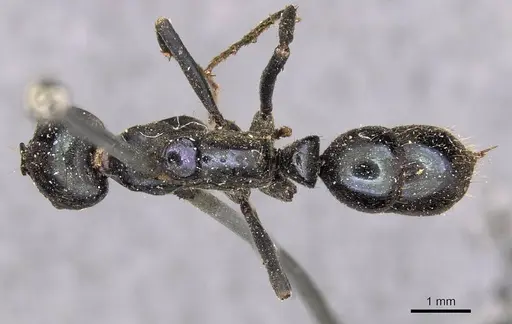 Neoponera carbonaria specimen CASENT0907277 image casent0907277_1
