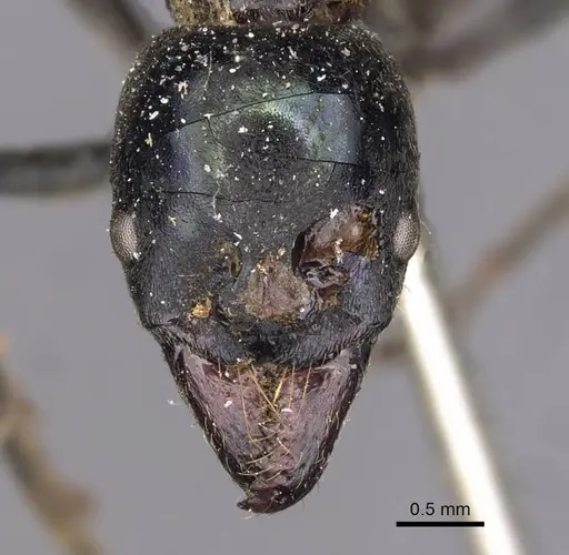 Neoponera carbonaria specimen CASENT0907277 image casent0907277_2