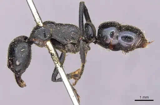 Neoponera carbonaria specimen CASENT0907277 image casent0907277_3
