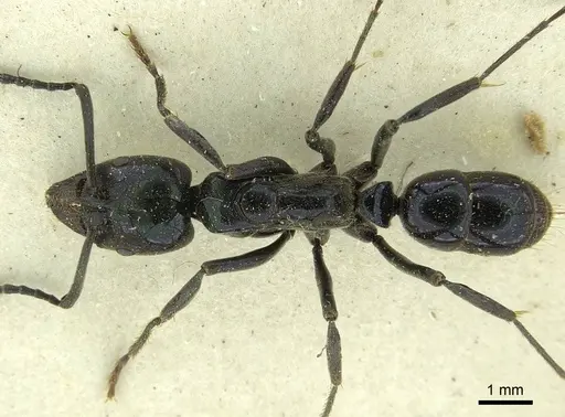 Neoponera carbonaria specimen CASENT0915655 image casent0915655_1