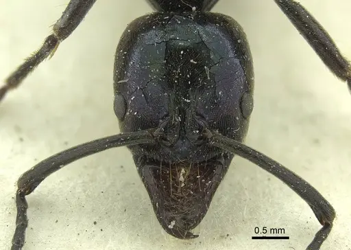 Neoponera carbonaria specimen CASENT0915655 image casent0915655_2