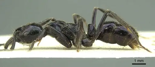 Neoponera carbonaria specimen CASENT0915655 image casent0915655_3
