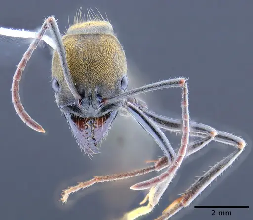 Neoponera chyzeri specimen CASENT0649891 image casent0649891_2