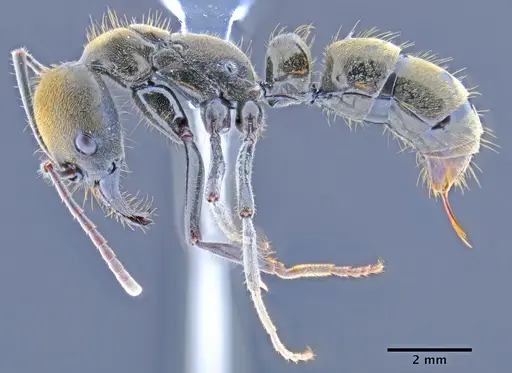 Neoponera chyzeri specimen CASENT0649891 image casent0649891_3