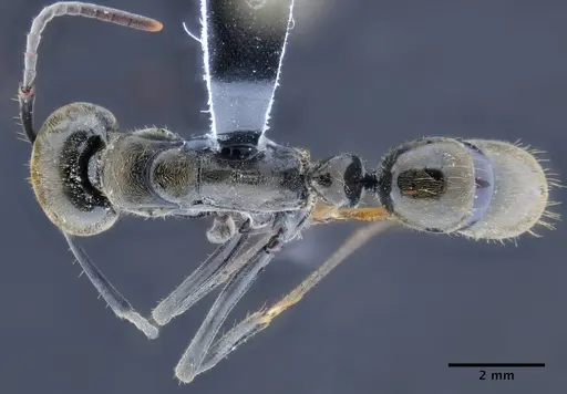 Neoponera chyzeri specimen CASENT0649892 image casent0649892_1