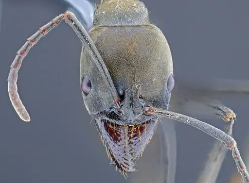 Neoponera chyzeri specimen CASENT0649892 image casent0649892_2