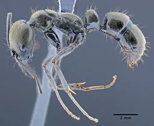 Neoponera chyzeri specimen CASENT0649892 image casent0649892_3