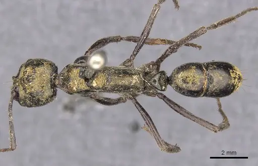 Neoponera chyzeri specimen CASENT0907278 image casent0907278_1