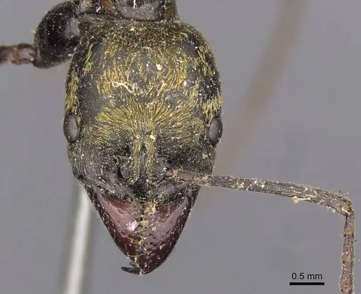 Neoponera chyzeri specimen CASENT0907278 image casent0907278_2