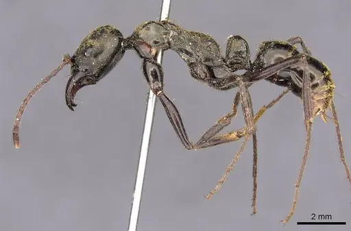 Neoponera chyzeri specimen CASENT0907278 image casent0907278_3