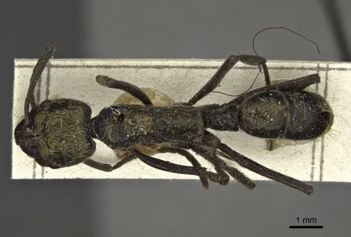 Neoponera chyzeri specimen CASENT0916599 image casent0916599_1