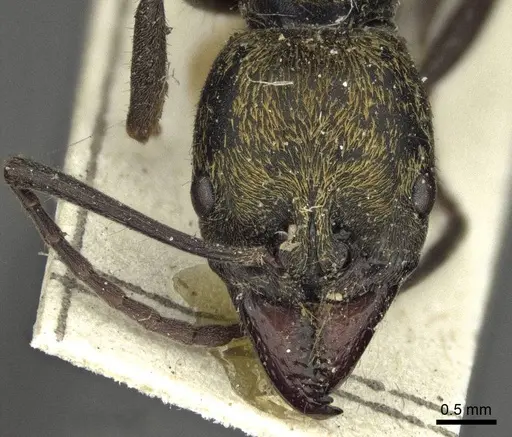 Neoponera chyzeri specimen CASENT0916599 image casent0916599_2