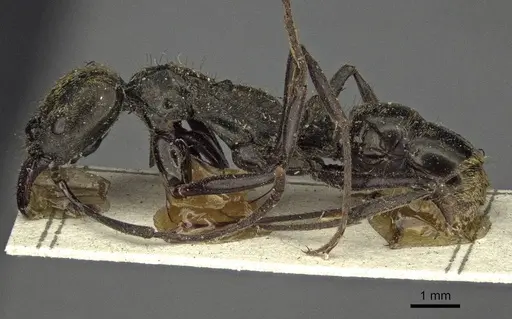 Neoponera chyzeri specimen CASENT0916599 image casent0916599_3