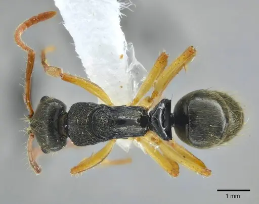 Neoponera concava specimen ANTWEB1014009 image antweb1014009_1