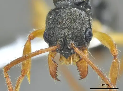 Neoponera concava specimen ANTWEB1014009 image antweb1014009_2