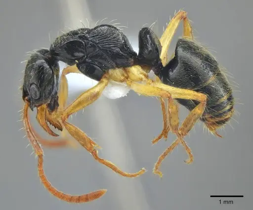 Neoponera concava specimen ANTWEB1014009 image antweb1014009_3