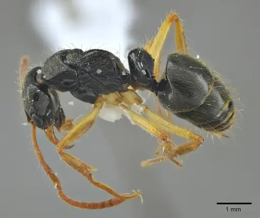 Neoponera concava specimen ANTWEB1014009 image antweb1014009_4