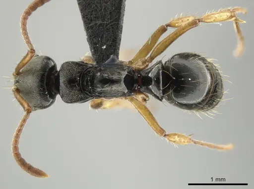 Neoponera concava specimen ANTWEB1032620 image antweb1032620_1