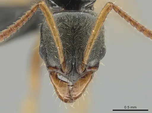 Neoponera concava specimen ANTWEB1032620 image antweb1032620_2