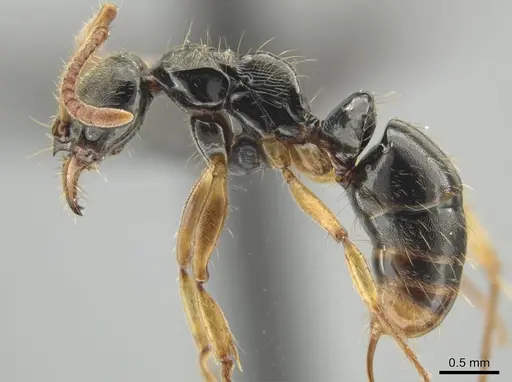 Neoponera concava specimen ANTWEB1032620 image antweb1032620_3