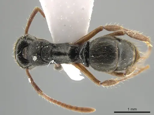 Neoponera concava specimen CASENT0649901 image casent0649901_1