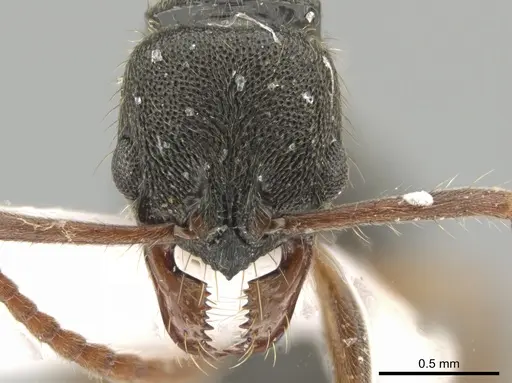 Neoponera concava specimen CASENT0649901 image casent0649901_2