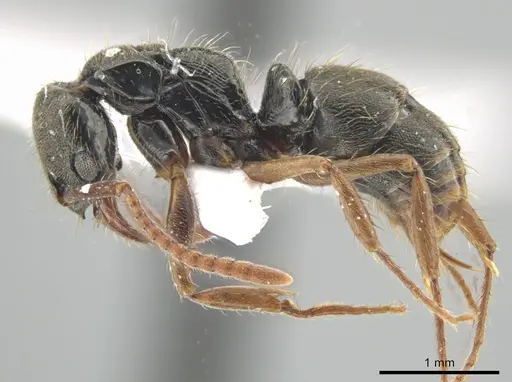 Neoponera concava specimen CASENT0649901 image casent0649901_3