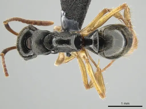 Neoponera concava specimen DZUP549361 image dzup549361_1