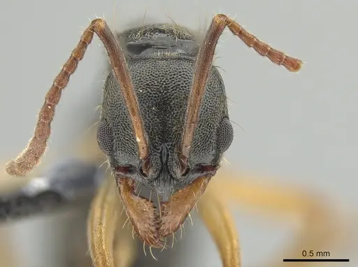 Neoponera concava specimen DZUP549361 image dzup549361_2