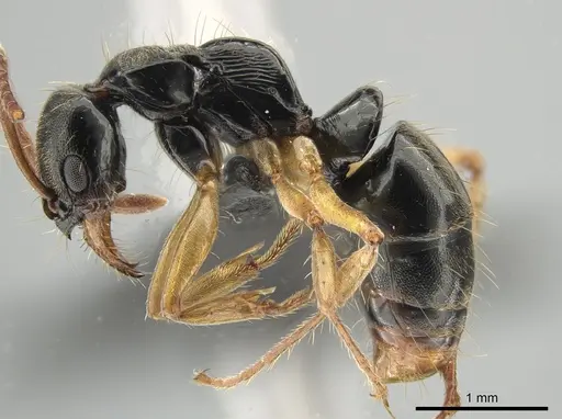 Neoponera concava specimen DZUP549361 image dzup549361_3