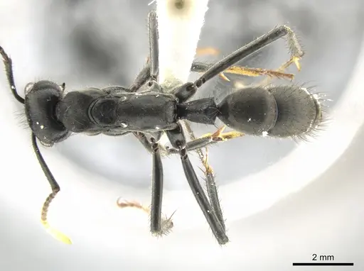 Neoponera cooki specimen CASENT0646173 image casent0646173_1