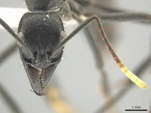 Neoponera cooki specimen CASENT0646173 image casent0646173_2