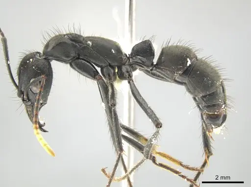 Neoponera cooki specimen CASENT0646173 image casent0646173_3