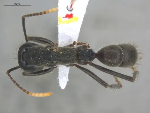 Neoponera cooki specimen ECOFOG-SGR-GP2PF26-02 image ecofog-sgr-gp2pf26-02_1