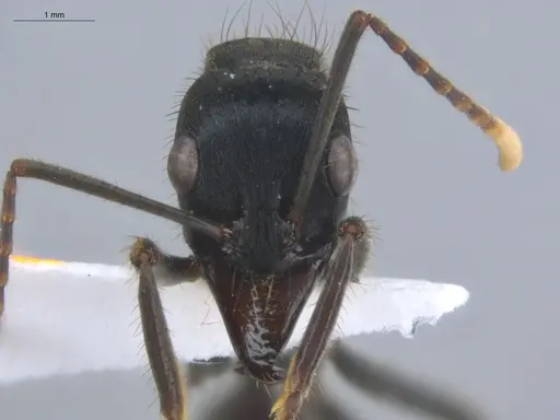 Neoponera cooki specimen ECOFOG-SGR-GP2PF26-02 image ecofog-sgr-gp2pf26-02_2