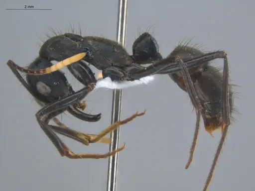 Neoponera cooki specimen ECOFOG-SGR-GP2PF26-02 image ecofog-sgr-gp2pf26-02_3