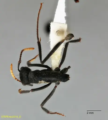 Neoponera cooki specimen UTEPENTO3516 image utepento3516_1
