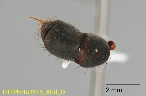 Neoponera cooki specimen UTEPENTO3516 image utepento3516_2