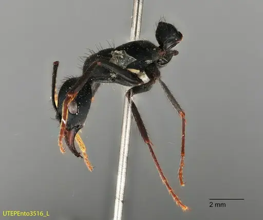 Neoponera cooki specimen UTEPENTO3516 image utepento3516_3