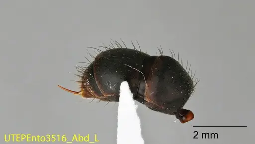 Neoponera cooki specimen UTEPENTO3516 image utepento3516_4