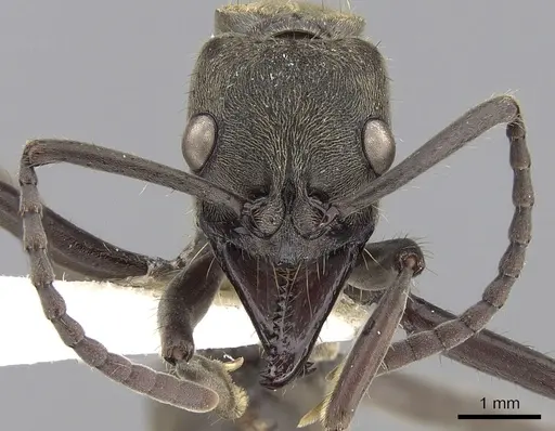 Neoponera curvinodis specimen CASENT0281901 image casent0281901_1